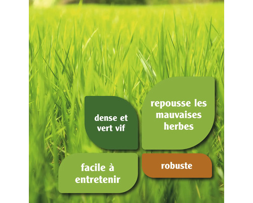 Caractéristiques du gazon: dense et vert vif, repousse les mauvaises herbes, facile à entretenir, robuste