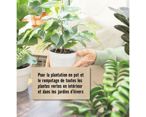 Une personne tient une plante en pot dans ses mains, adaptée au rempotage de toutes les plantes d''intérieur et de jardin d''hiver.