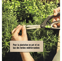 FloraSelf Nature® Terreau pour herbes aromatiques sans tourbe10 l