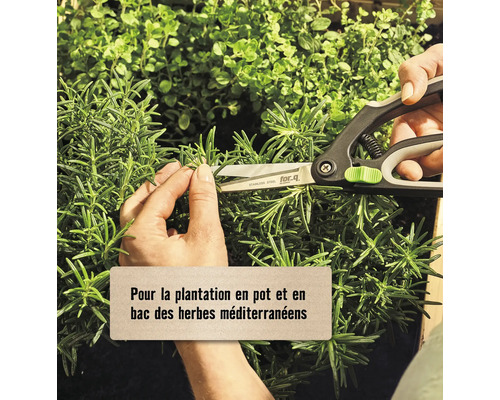 Une personne coupe des herbes aromatiques avec des ciseaux à herbes de for-q.