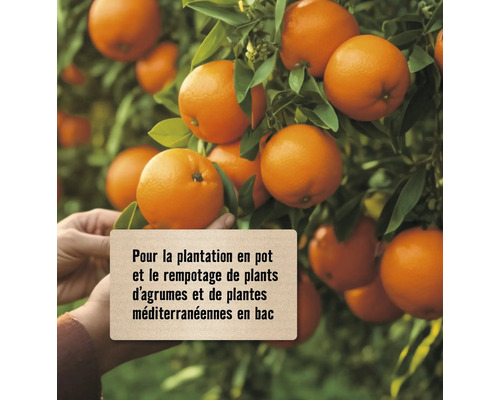 Oranger avec fruits mûrs