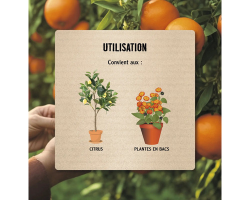 Panneau d''information sur l''utilisation avec des illustrations d''agrumes et de plantes en pot