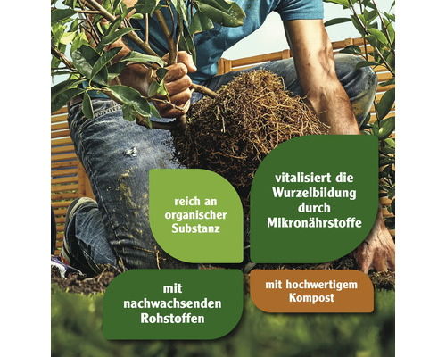 Person pflanzt Setzling mit Erde und Wurzeln