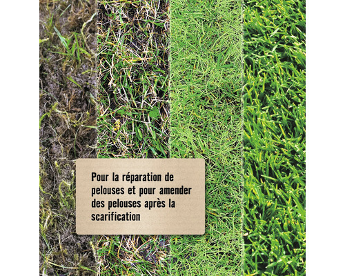 Réparation de pelouse et amélioration de pelouse après scarification