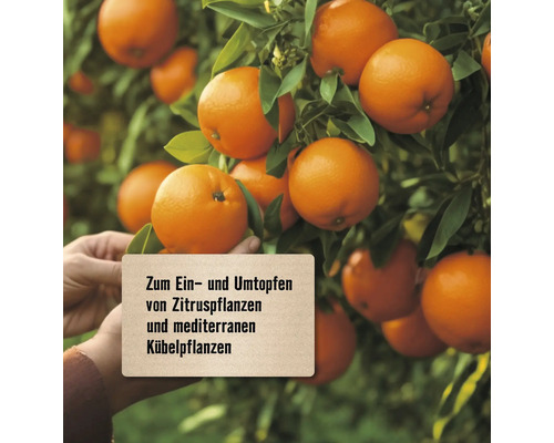 Orangenbaum mit Früchten und Hinweistext zum Ein- und Umtopfen von Zitrus- und mediterranen Kübelpflanzen