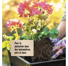 Plantation de géraniums dans des jardinières de balcon, des pots et des bacs