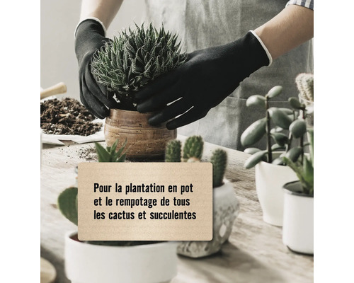 Personne plantant un cactus en pot, convient à la plantation en pot et au rempotage de tous les cactus et plantes succulentes