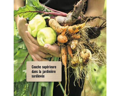 Une personne tient des légumes fraîchement récoltés tels que des poivrons, des carottes et des betteraves.