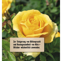 Gelbe Rose mit Hinweis zur wöchentlichen Anwendung von März bis Oktober für mehr Blütenpracht und Rosengesundheit.