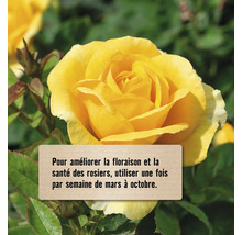 Rose jaune avec des conseils d''entretien pour les rosiers