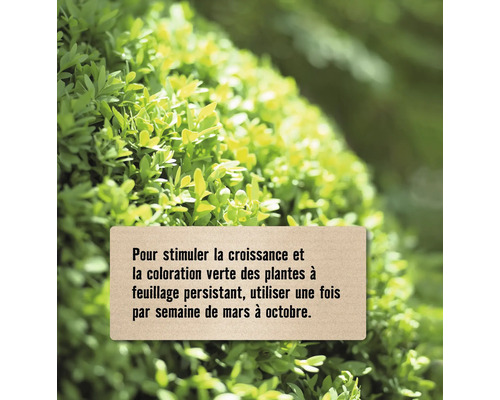 Remarque sur l''utilisation d''un produit pour stimuler la croissance des plantes à feuillage persistant.