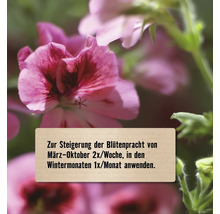 Hinweis zur Anwendung zur Steigerung der Blütenpracht