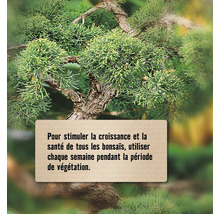 Gros plan d''un bonsaï avec un texte sur la stimulation de la croissance