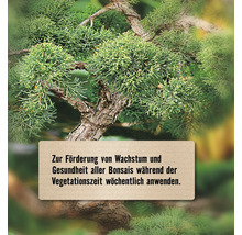 Bonsai mit Hinweis zur Förderung von Wachstum und Gesundheit während der Vegetationszeit.