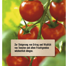 Tomatenpflanze mit reifen Tomaten und Hinweis zur wöchentlichen Düngung