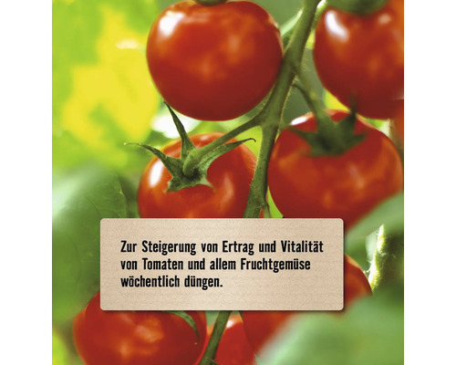 Tomatenpflanze mit reifen Tomaten und Hinweis zur wöchentlichen Düngung
