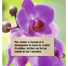 Gros plan d''une orchidée avec des conseils d''entretien pour favoriser la floraison