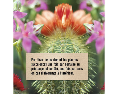 Instructions pour fertiliser les cactus et les plantes succulentes