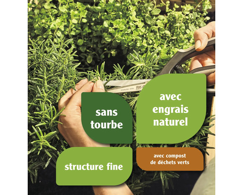 Branche de romarin coupée avec un sécateur. Le produit est sans tourbe, avec engrais naturel, a une structure fine et avec compost de déchets verts.