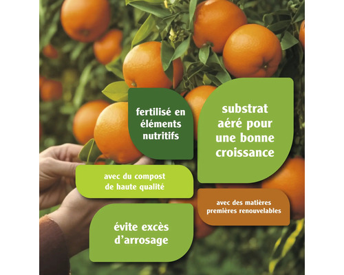 Oranger avec informations sur les nutriments, le compost et l''arrosage