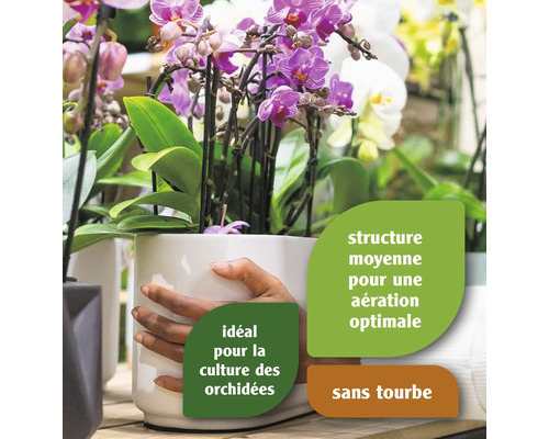 Orchidées dans un pot, idéal pour la culture des orchidées, structure moyenne pour une aération optimale, sans tourbe.