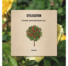 Symbole pour l''utilisation des rosiers