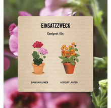 Illustration zeigt Anwendungszweck von Balkon- und Kübelpflanzen.