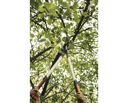 Entretien des arbres à l''aide d''un ébrancheur dans un arbre