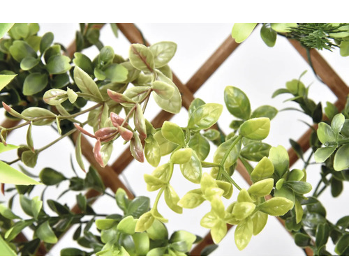 Plantes vertes décoratives sur treillis