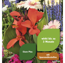 Blumenarrangement mit Canna, Gerbera und Salbei, mit Hinweisen zu Eisenzusatz und Spurennährstoffen