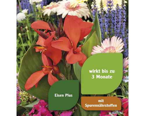 Blumenarrangement mit Canna, Gerbera und Salbei, mit Hinweisen zu Eisenzusatz und Spurennährstoffen