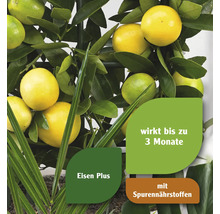 Zitruspflanze mit Eisen Plus und Spurennährstoffen, die bis zu drei Monate wirkt