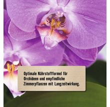 Nahaufnahme einer lila Orchideenblüte mit Text: Optimale Nährstoffformel für Orchideen und empfindliche Zimmerpflanzen mit Langzeitwirkung