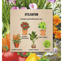 Illustration de l''utilisation des plantes d''intérieur, en pot et vertes, des herbes et des légumes.