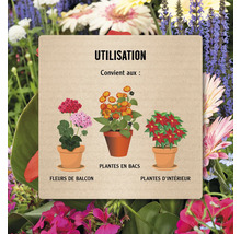 Informations sur l''utilisation des plantes de balcon, en pot et d''intérieur