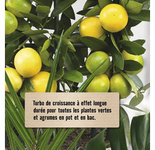 Gros plan d''agrumes avec des feuilles