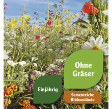Blumenwiese mit einjährigen, samenreichen Blütenständen und ohne Gräser
