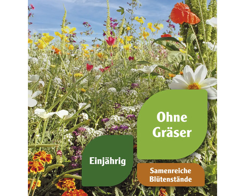 Blumenwiese mit einjährigen, samenreichen Blütenständen und ohne Gräser