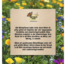 Informationstext über schmetterlingsfreundliche Pflanzen