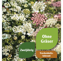 Blütenmischung mit Hinweisen auf zweijährige Pflanzen, keine Gräser und Trockenheitstoleranz