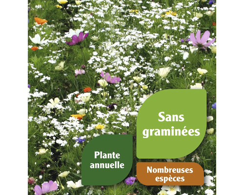 Prairie fleurie avec plantes annuelles et diverses espèces