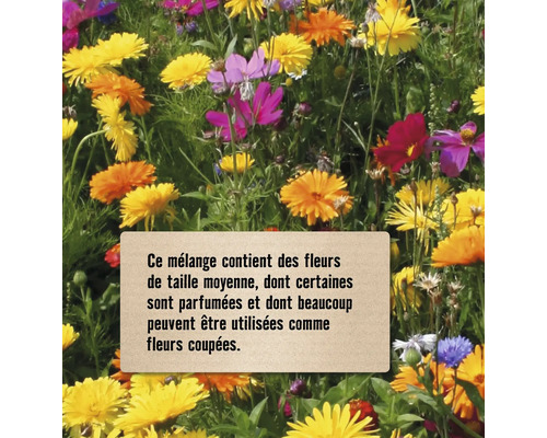 Mélange de fleurs avec des fleurs de taille moyenne pour le jardin