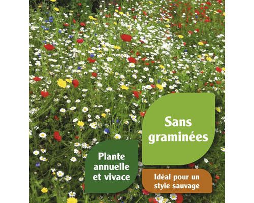 Prairie fleurie avec des marguerites et des coquelicots sans graminées