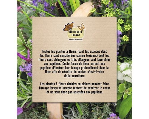 Informations sur les plantes amies des papillons.