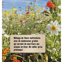 Mélange de fleurs avec de nombreuses graines qui servent de nourriture aux oiseaux en hiver