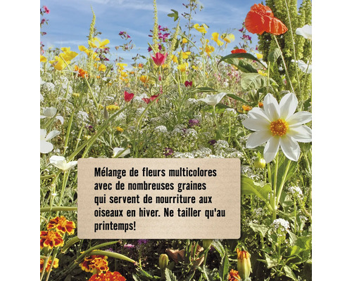 Mélange de fleurs avec de nombreuses graines qui servent de nourriture aux oiseaux en hiver