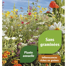 Prairie fleurie avec indications : Sans graminées, plante annuelle, inflorescences riches en graines