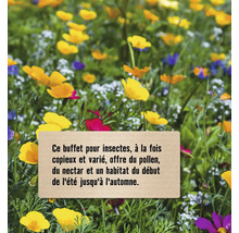 Buffet pour insectes avec différentes espèces de fleurs