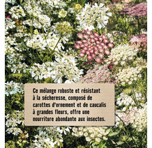 Mélange de fleurs de carottes et de caucalis pour les insectes