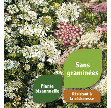 Prairie fleurie avec différentes fleurs et indications sur l''absence de graminées, le caractère bisannuel et la résistance à la sécheresse